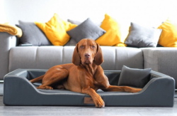 ortopedick� pelech MELODY EASY CLEAN velikost XXL grafit 4 - www.shopdog.cz