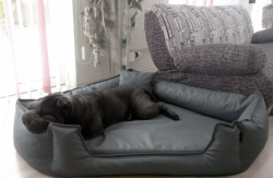 ortopedick� rohov� pelech SPENCER velikost XL grafit 3 - www.shopdog.cz