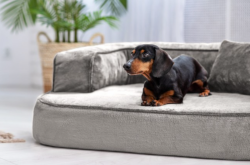 ortopedick� sofa pro psa Sharleen �ed� velikost M - pohled 1 - www.shopdog.cz