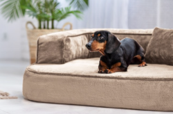 ortopedick� sofa pro psa Sharleen b�ov� velikost M - pohled 1 - www.shopdog.cz