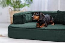 ortopedick� sofa pro psa Sharleen petrolejov� velikost M - pohled 3 - www.shopdog.cz