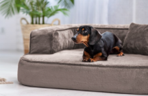 ortopedick� sofa pro psa Sharleen hn�do�ed� velikost L - pohled 2 - www.shopdog.cz