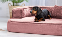ortopedick� sofa pro psa Sharleen r��ov� velikost L - pohled 2 - www.shopdog.cz