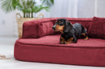 ortopedick� sofa pro psa Sharleen bordo velikost L - pohled 2 - www.shopdog.cz
