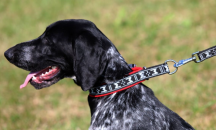 polstrovan� obojek pro psa �erven�-st��brn� 3 - pohled 2 - www.shopdog.cz