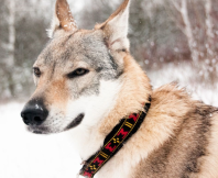 polstrovan� obojek pro psa �erno-�erven� 7 - pohled 2 - www.shopdog.cz