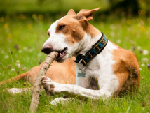 polstrovan� obojek pro psa modr�-�ern� 8 - pohled 2 - www.shopdog.cz