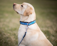 polostahovac� obojek Standard reflexn� 7 - pohled 3 - www.shopdog.cz