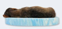 ortopedick� pelech pro mal� rasy Leopolds velikost M 2 - pohled 4 - www.shopdog.cz