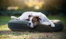 pol�t��, matrace na le�en� pro psy Luna Oxford 1 - pohled 5 - www.shopdog.cz