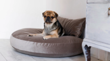 pol�t��, matrace na le�en� pro psy Luna Oxford 2 - pohled 3 - www.shopdog.cz