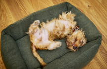 ortopedick� pelech Teddy Boucl� velikost S 2 - pohled 4 - www.shopdog.cz