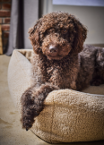 ortopedick� pelech Teddy Boucl� velikost S 3 - pohled 5 - www.shopdog.cz