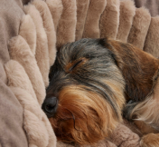 pelech pro mal� rasy Deluxe velikost S 3 - pohled 2 - www.shopdog.cz